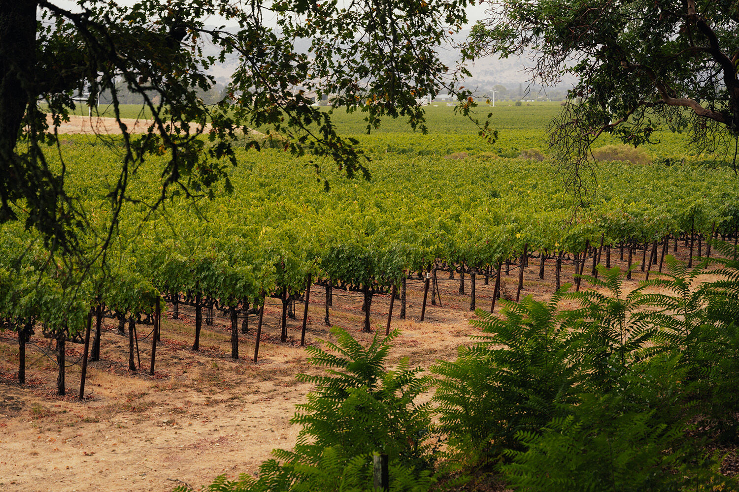 Freemark Abbey Napa Valley wine